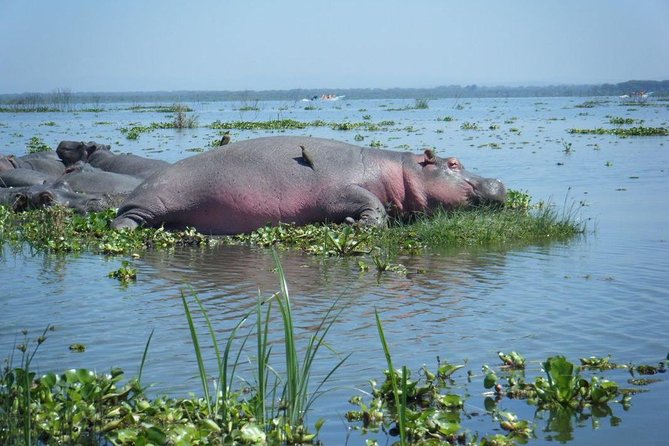 Lake Naivasha day tour including the crescent island - Photo ops and birding: how to make the day easier