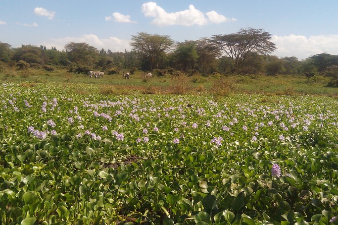 Lake Naivasha Private Day Tour with Boat Ride from Nairobi - Key Points Before You Go