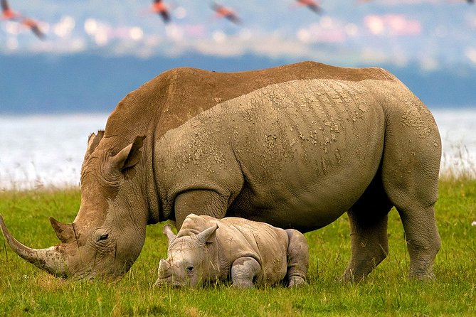Lake Nakuru Day Trip From Nairobi - Key highlights to know before you go