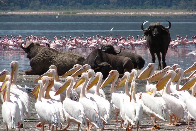 Lake Nakuru Day Trip From Nairobi - What the morning and afternoon drives actually mean for you