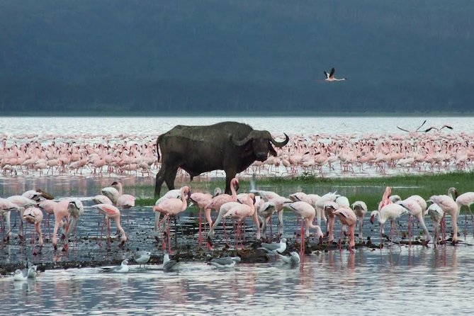 Lake Nakuru Day Trip From Nairobi - Price and value: $195 per person plus the real extras