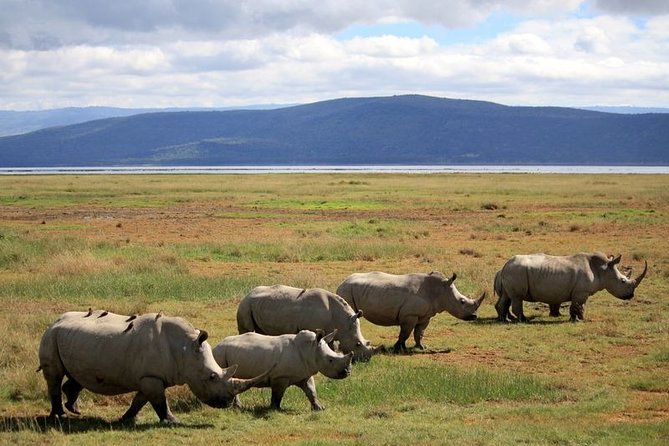 Lake Nakuru Day Trip From Nairobi - What to plan for during the day (and what to skip)
