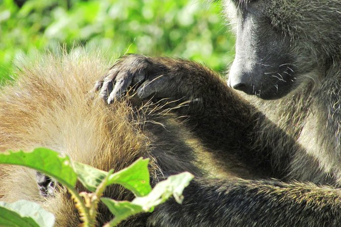 Lake Nakuru Day Trip Safari – & Optional Lake Naivasha Boat - A very early start for Rift Valley views
