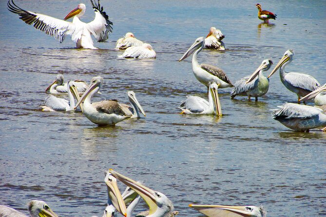 Lake Nakuru Day Trip Safari – & Optional Lake Naivasha Boat - Lake Nakuru 4x4 morning drive: flamingos, rhinos, and big birds
