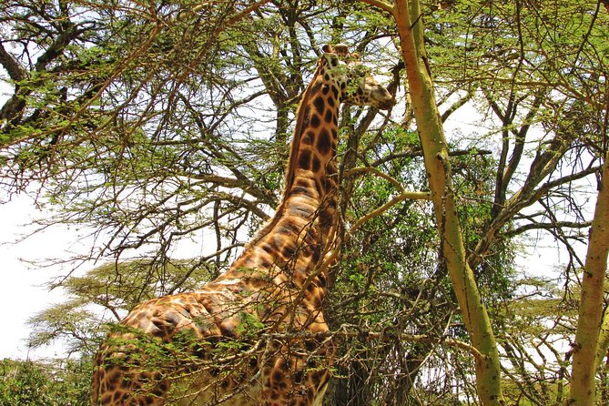 Lake Nakuru Day Trip Safari – & Optional Lake Naivasha Boat - Makalia Waterfalls: stepping out near a 10 m drop