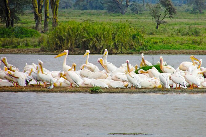 Lake Nakuru Day Trip Safari – & Optional Lake Naivasha Boat - Baboon Cliff and the lake panorama, plus the snack problem