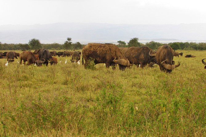 Lake Nakuru Day Trip Safari – & Optional Lake Naivasha Boat - Lake Naivasha: bird lovers’ water with hippos on the shores