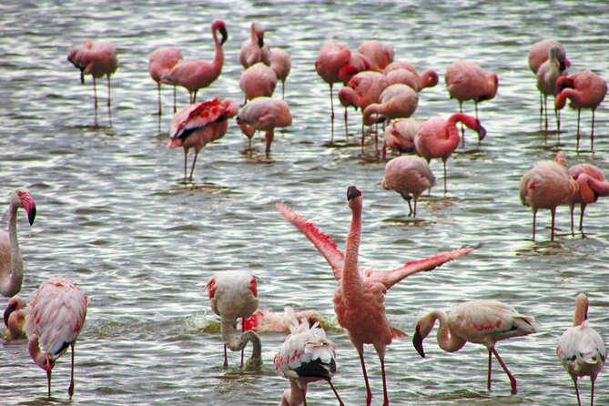 Lake Nakuru Day Trip Safari – & Optional Lake Naivasha Boat - Crescent Island nature walk: up close with giraffe and zebra