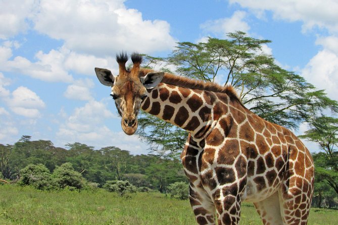 Lake Nakuru Day Trip Safari – & Optional Lake Naivasha Boat - Rift Valley View Point: a quick photo reset