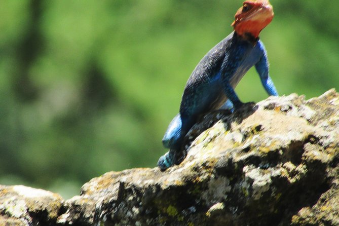 Lake Nakuru Day Trip Safari – & Optional Lake Naivasha Boat - Lake Elementaita and Kekopey hot springs on the way