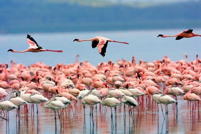 Lake Nakuru National Park & Boat Ride at Lake Naivasha Day Tour From Nairobi - Lunch break at Lake Nakuru Lodge, or picnic inside the park