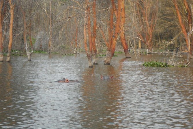 Lake Nakuru National Park Day Tour Via Lake Naivasha - The boat cruise experience: often the emotional highlight