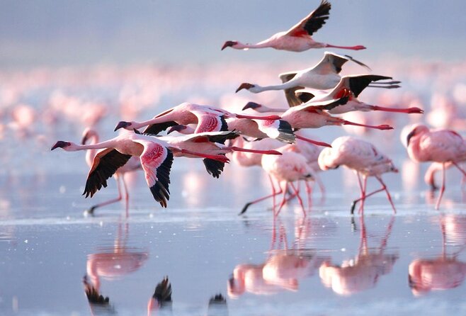 Lake Nakuru National Park Day Tour - Key things to know before you go