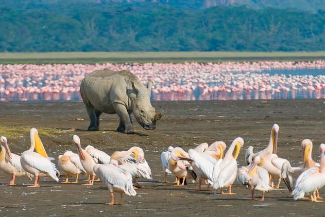 Lake Nakuru National Park: Day Trip from Nairobi - Key takeaways before you go to Lake Nakuru
