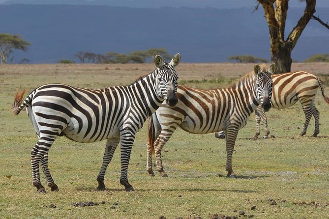 Lake Nakuru National Park: Day Trip from Nairobi - Lake Nakuru wildlife viewing: flamingos, rhino chances, and bird-focused timing