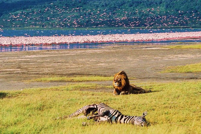 Lake Nakuru National Park: Day Trip from Nairobi - The game drive window: how to make it count