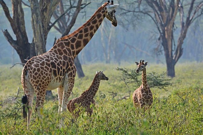 Lake Nakuru National Park: Day Trip from Nairobi - Group size and comfort: what “small shared safari” means for your day