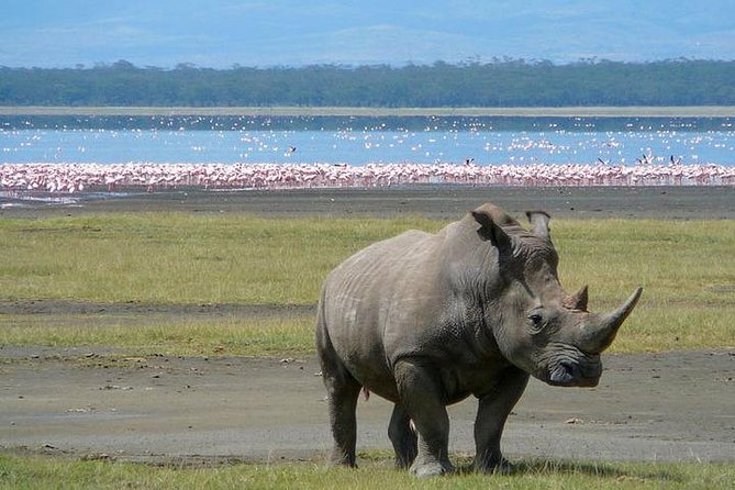 Lake Nakuru National Park: Day Trip from Nairobi - Who should book this Lake Nakuru day trip from Nairobi