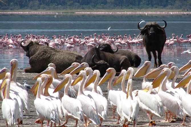 Lake Nakuru National Park: Day Trip from Nairobi - The drive part is not filler: narration and spotting opportunities