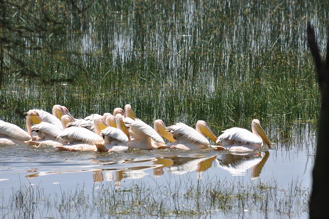 Lake Nakuru National Park daytrip - A 12-hour Lake Nakuru daytrip that actually feels like a safari
