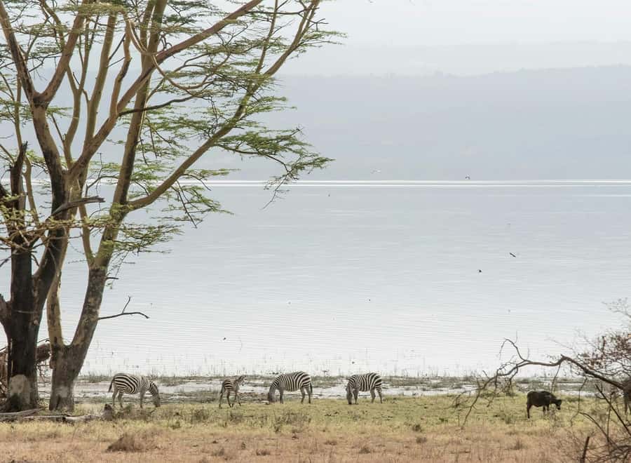 Lake Nakuru National Park: Daytrip in a 4X4 Private Jeep - Key things you will notice on this Lake Nakuru private jeep day