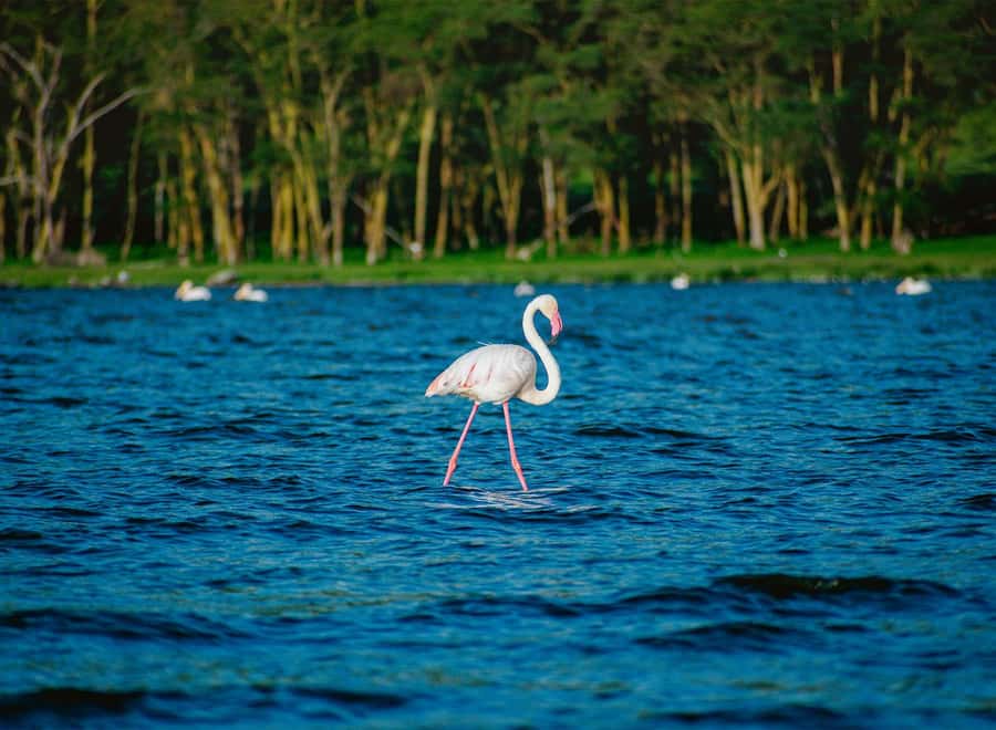 Lake Nakuru National Park: Daytrip in a 4X4 Private Jeep - Morning game drive: flamingos, rhinos, giraffes, and the park’s rhythm