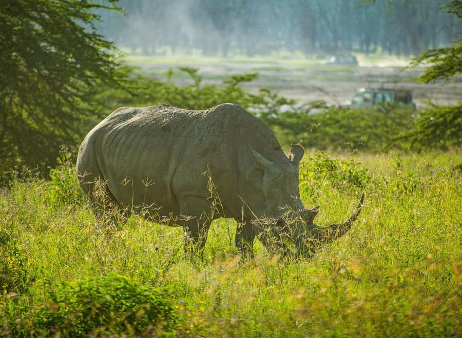 Lake Nakuru National Park: Daytrip in a 4X4 Private Jeep - The drive into Lake Nakuru National Park, and why the timing matters