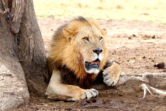 Lake Nakuru NP Half-Day Safari - Why a Lake Nakuru Half-Day Safari Feels So Efficient