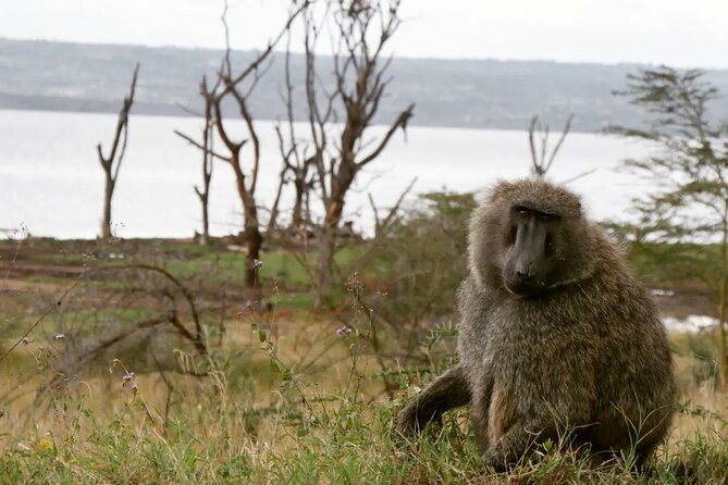 Lake Nakuru NP Half-Day Safari - Small Group Energy and What Makes the Guide Matter