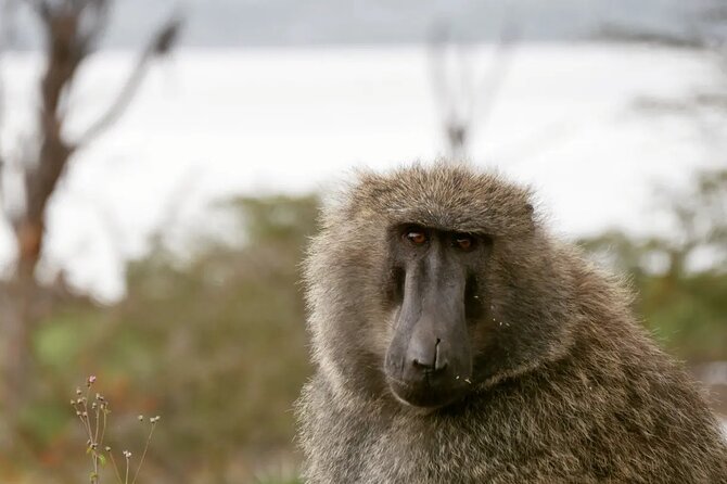 Lake Nakuru NP Half-Day Safari - Makalia Falls Campsite: A 10m Drop and a Plunge Pool Break