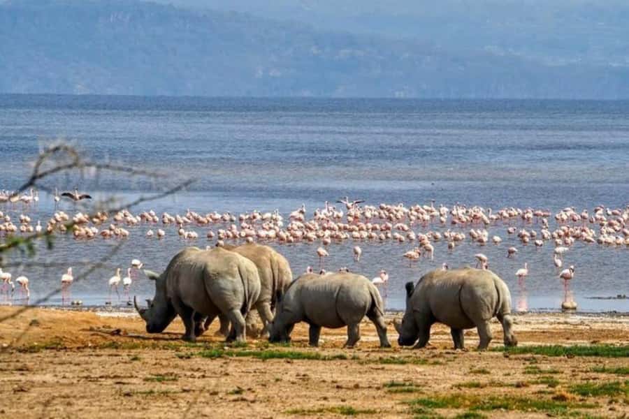 Lakes Nakuru& Naivasha National Park Wildlife Highlights - Rhinos, lions, giraffe: game drive expectations that set you up for success