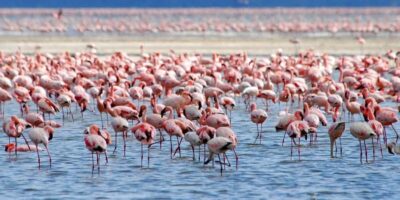 Lakes Nakuru& Naivasha National Park Wildlife Highlights
