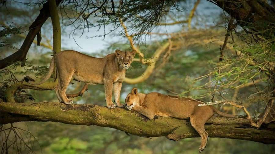 Lakes Nakuru& Naivasha National Park Wildlife Highlights - Lunch timing and where your money goes