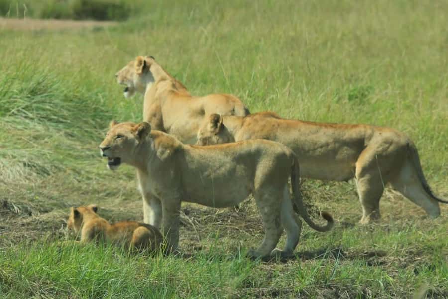 Lakes Nakuru& Naivasha National Park Wildlife Highlights - Lake Naivasha boat ride: hippos and eagle feeding on the water