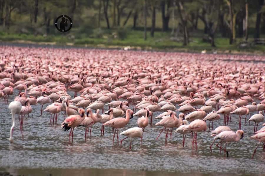 Lakes Nakuru& Naivasha National Park Wildlife Highlights - Should you book this Lakes Nakuru and Naivasha day trip?