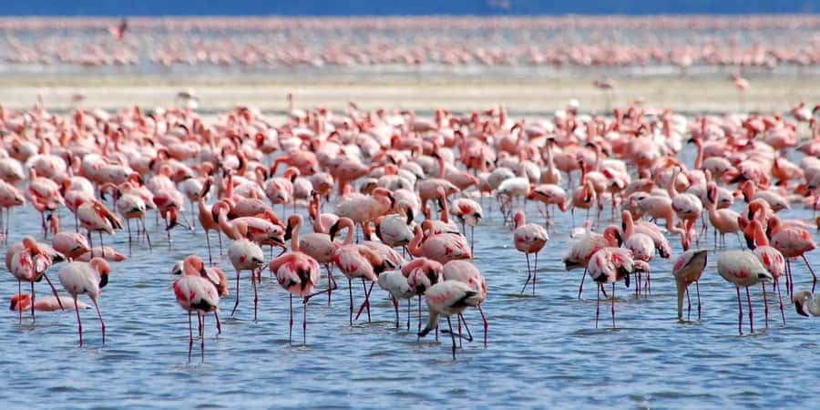 Lakes Nakuru& Naivasha National Park Wildlife Highlights - Flamingo heaven at Lake Nakuru: what you’re really paying for