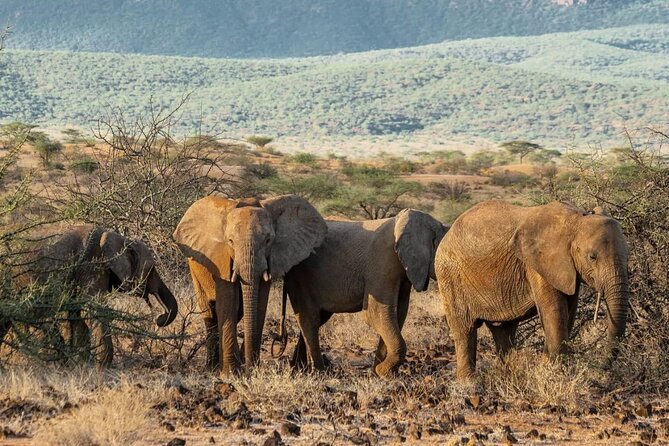 Maasai Mara 3 Day Guided Tour - Logistics that matter: private group, WiFi, and a driver-guide who keeps you calm