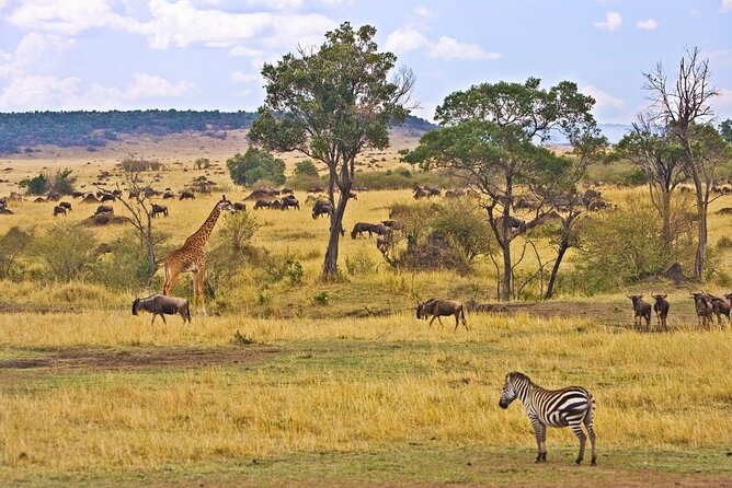 Maasai Mara 3 Day Guided Tour - What you can expect to see in the Mara, and how timing affects the odds