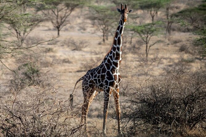 Maasai Mara 3 Day Guided Tour - Day 2 in the reserve: morning and afternoon game drives with migration context