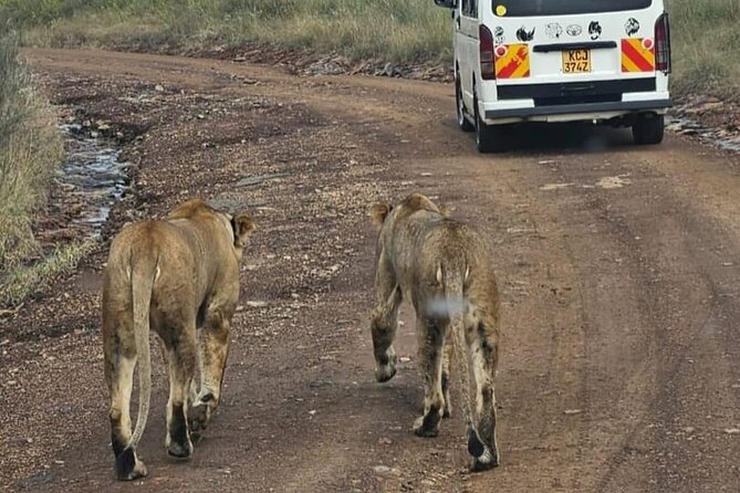 Maasai Mara Day Trip - Price and Logistics: What $243 Buys You in One Long Day