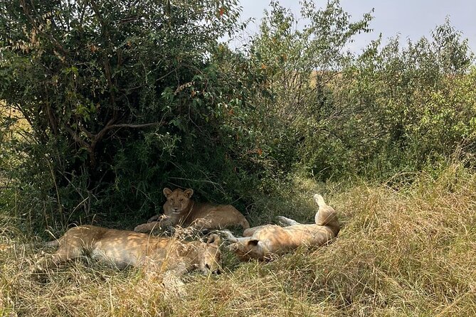 Maasai Mara Day Trip From Nairobi - Guides and spotting skills: why the English narration changes the day