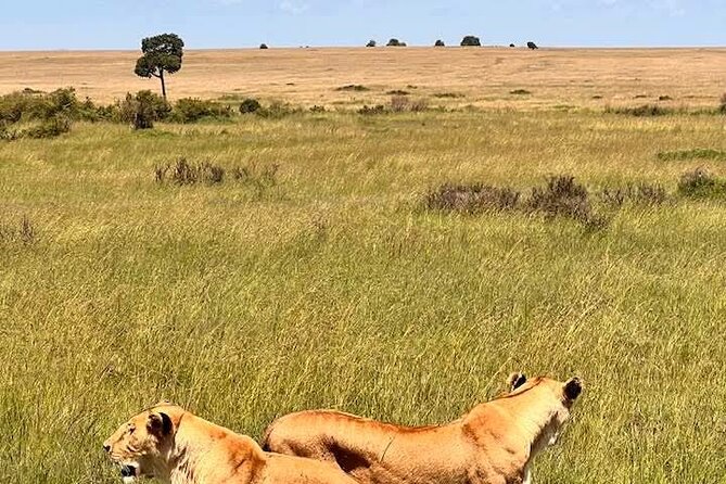 Maasai Mara Day Trip From Nairobi - Wildebeest migration and the Mara factor