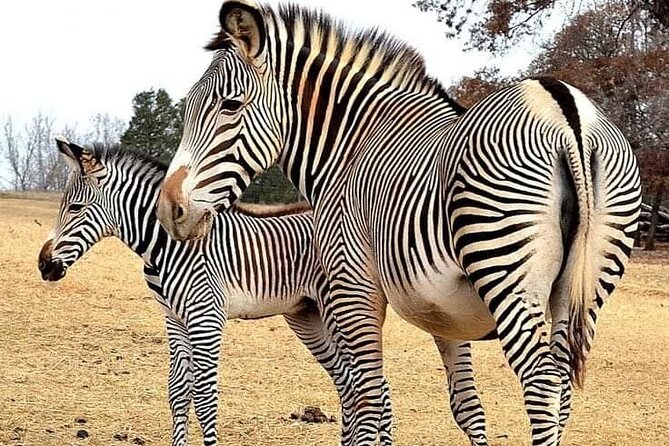 Maasai Mara Day Trip From Nairobi - Pricing and value: what $250 usually covers here