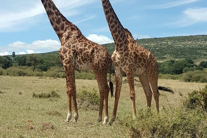 Maasai Mara Game Reserve - Key highlights before you go