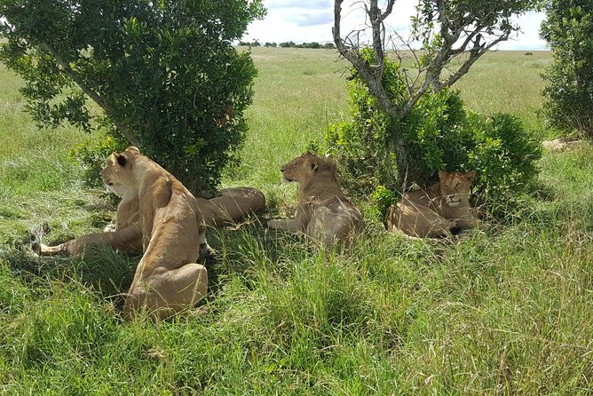 Maasai Mara Game Reserve - Pickup from Nairobi and the Great Rift Valley viewpoint