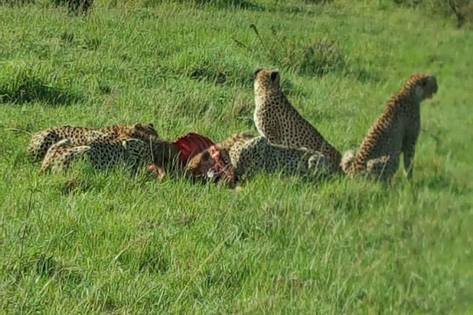 Maasai Mara Game Reserve - Day 3: A short morning drive, then back to Nairobi by mid-afternoon