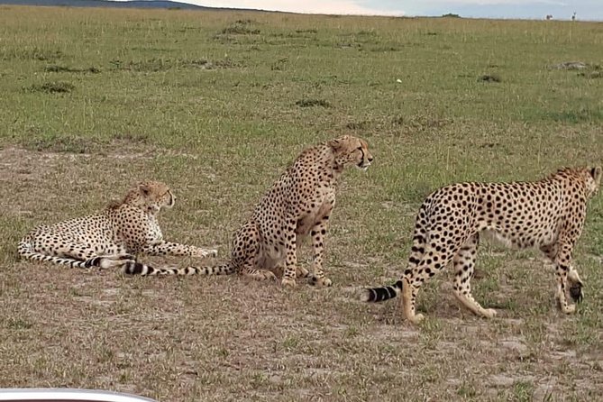 Maasai Mara Game Reserve - Big Five searching, plus the sightings that usually steal the show