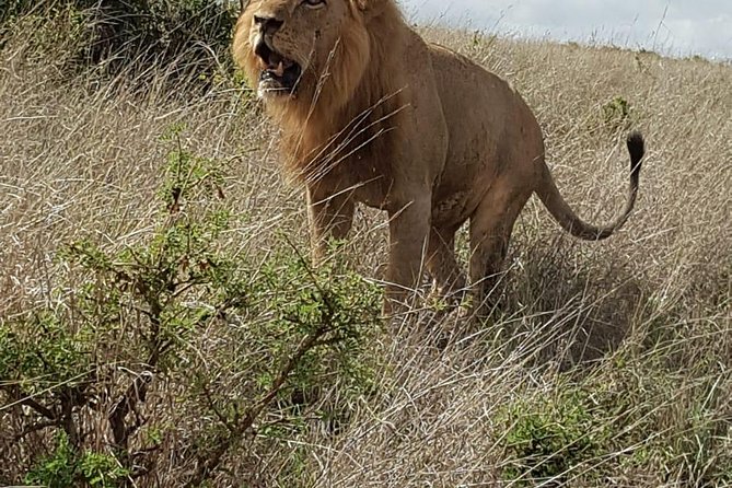 Maasai Mara Game Reserve - Meals and Mara AA Lodge, because you are outdoors all day
