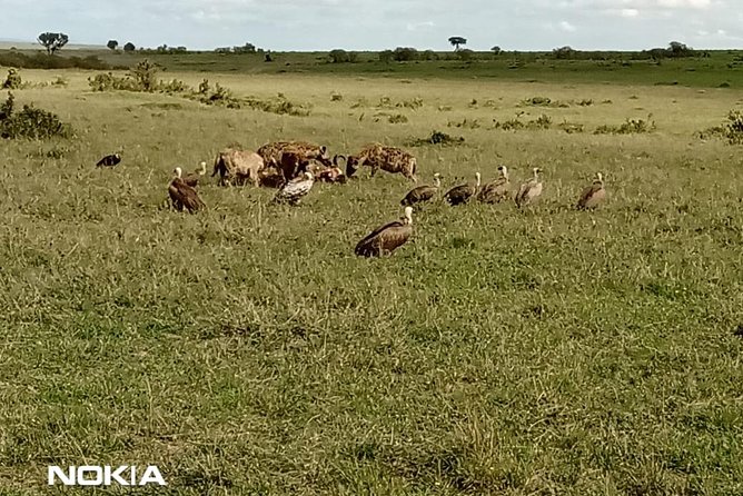 Maasai Mara Game Reserve - Private vehicle, your guide, and why punctual pickup helps