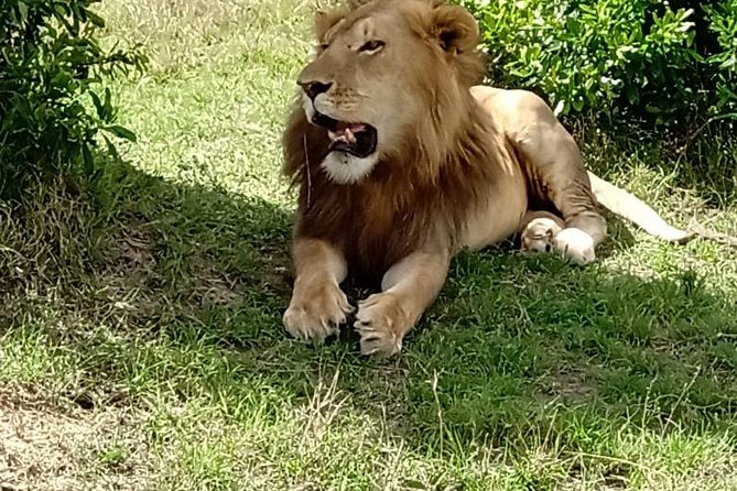 Maasai Mara Game Reserve - Day 1: Lunch at Mara AA Lodge and your first afternoon game drive